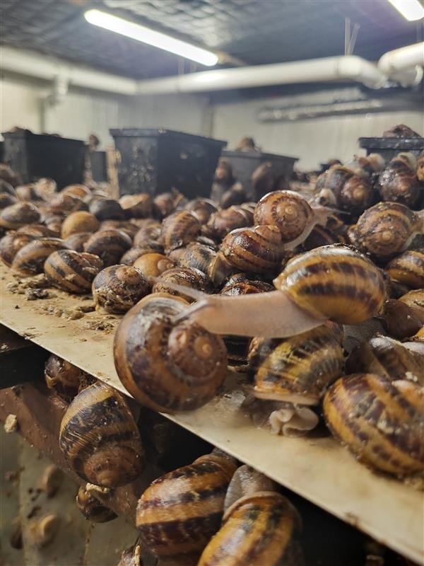 Sniglast á Írlandi – tækifæri í nýrri atvinnugrein á Norðurlandi