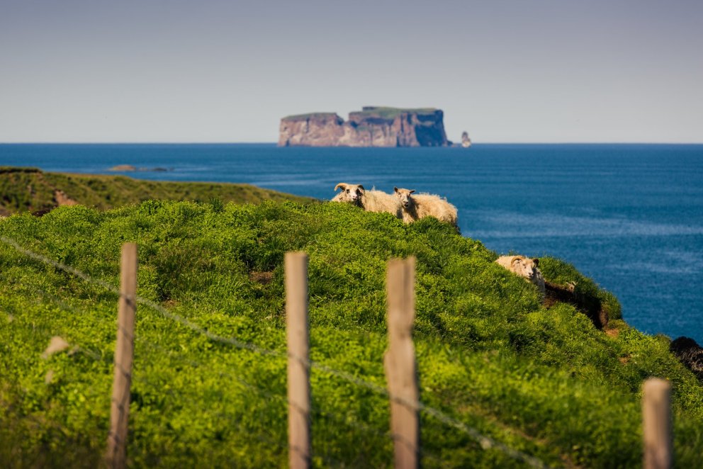 Opið fyrir umsóknir vegna þróunarverkefna búgreina