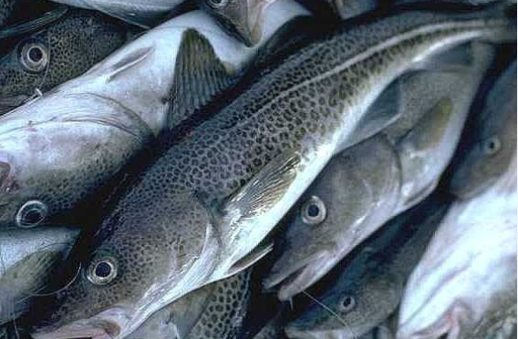 Samráðsfundur með hagsmunaðilum vegna sértækra aflaheimilda