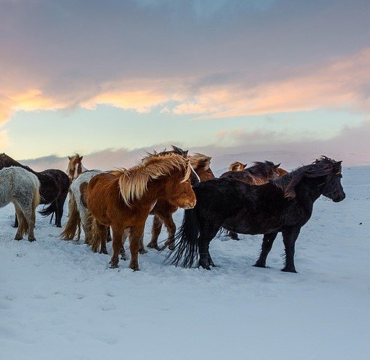 5 hrossaræktarbú á Norðurlandi vestra tilnefnd til ræktunarverðlauna