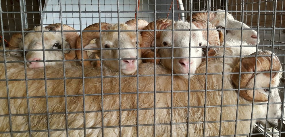 Noregur og Færeyjar leita að samstarfsaðilum á Íslandi í verkefni til að fullnýta ull af sauðfé