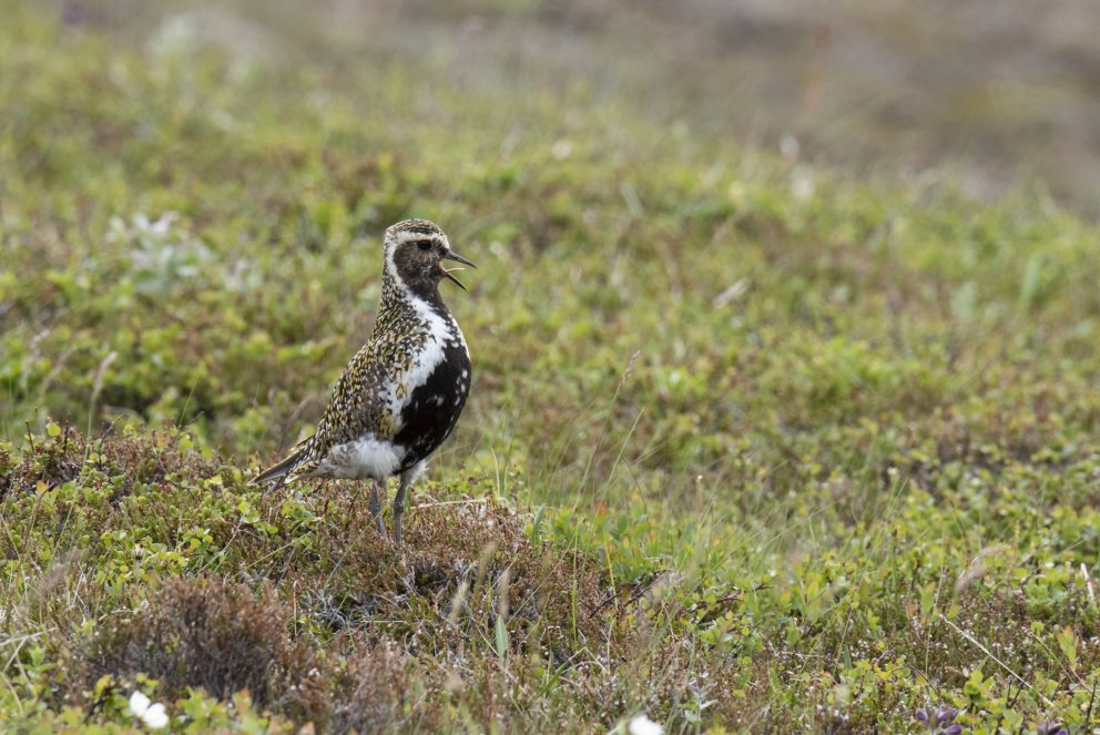 (c) Atvinnuvega- og nýsköpunarráðuneytið