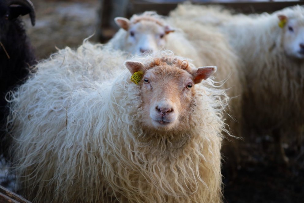 Wool, tourism and innovation